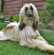 afghan_hound_middle_aged