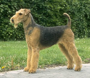 Airedale_Terrier_Middle_Aged.jpg