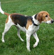 American_Foxhound_Middle_Aged.jpg