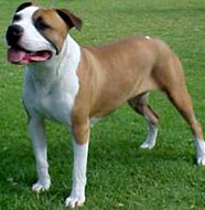 American_Staffordshire_Terrier_Middle_Aged.jpg
