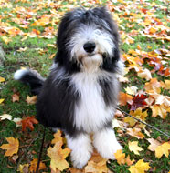 Bearded_Collie_Middle_Aged.jpg