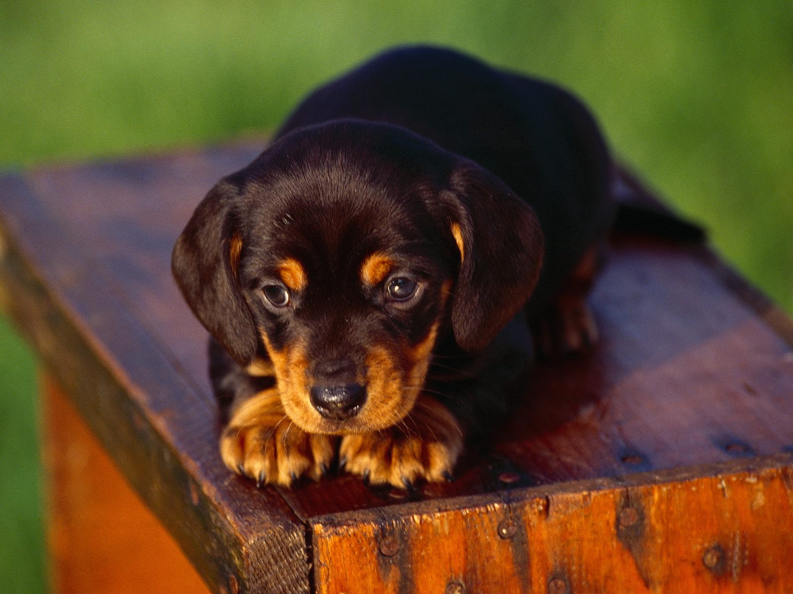 Black_And_Tan_Coonhound_Puppy.jpg