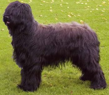 Briard_Middle_Aged.jpg