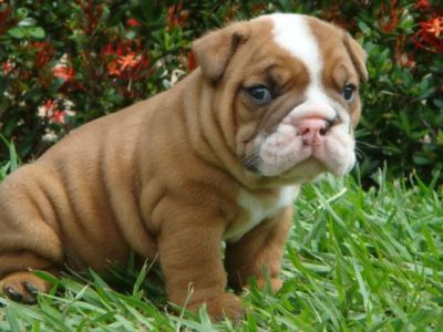 Bulldog_Puppy