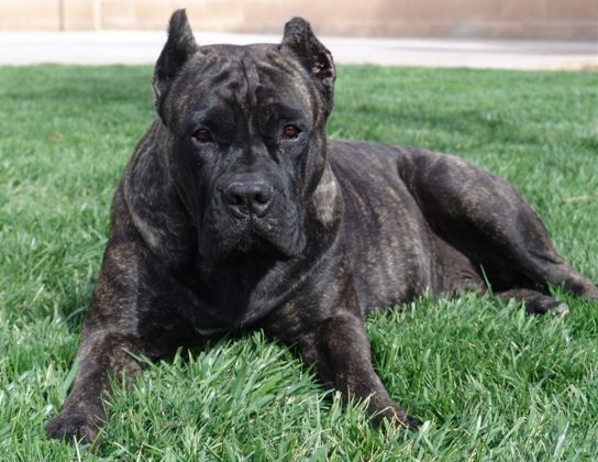 Cane Corso middle aged