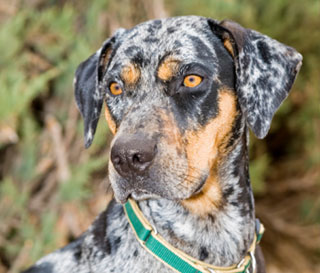 catahoula leopard hound middle aged