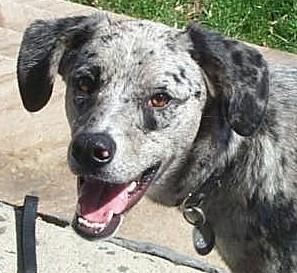 catahoula leopard hound middle aged 2