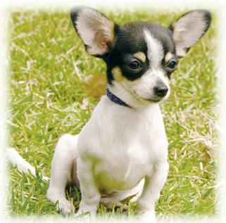 Chihuahua_Dog