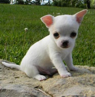 Chihuahua_Puppy.jpg