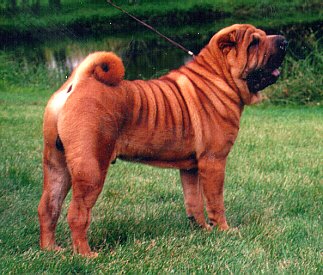 Chinese_Shar_Pei_Middle_Aged.jpg