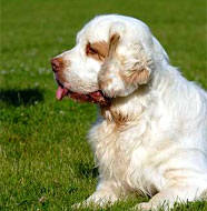Clumber_Spaniel_Middle_Aged.jpg
