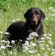 Curly_Coated_Retriever_Middle_Aged.jpg