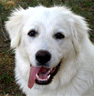 Great_Pyrenees_Middle_Aged.jpg
