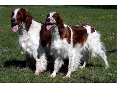 Irish Red and White Setter middle aged