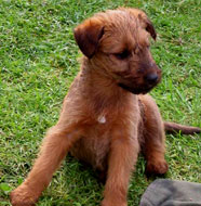 irish terrier puppy