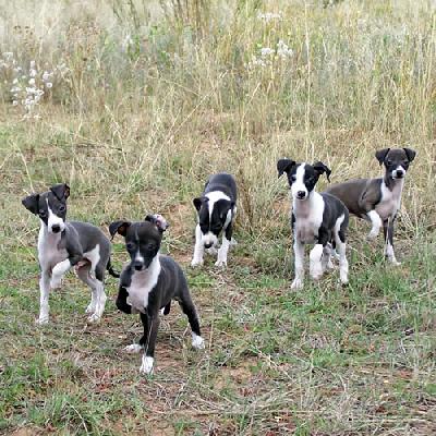 Italian_Greyhound_Puppies.jpg