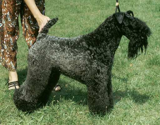 Kerry_Blue_Terrier_Middle_Aged.jpg