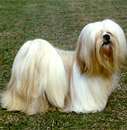 Lhasa_Apso_Middle_Aged.jpg