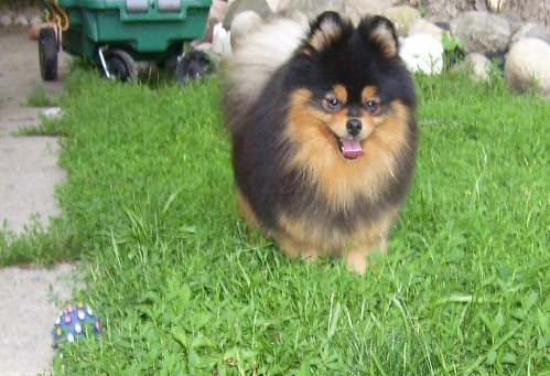 Middle_Aged_Pomeranian.png