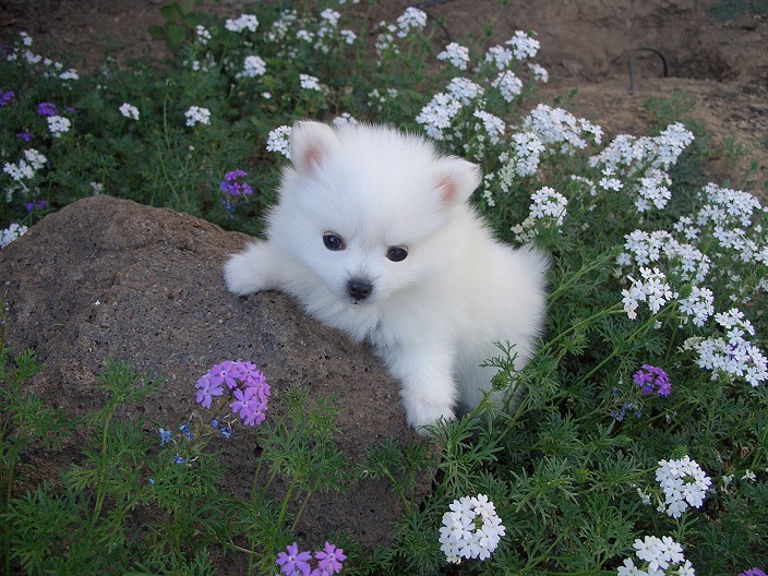Miniature_American_Eskimo_Dog_Puppies.jpg