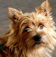 norwich_terrier_middle_aged