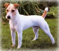 Parson_Russell_Terrier_Dog