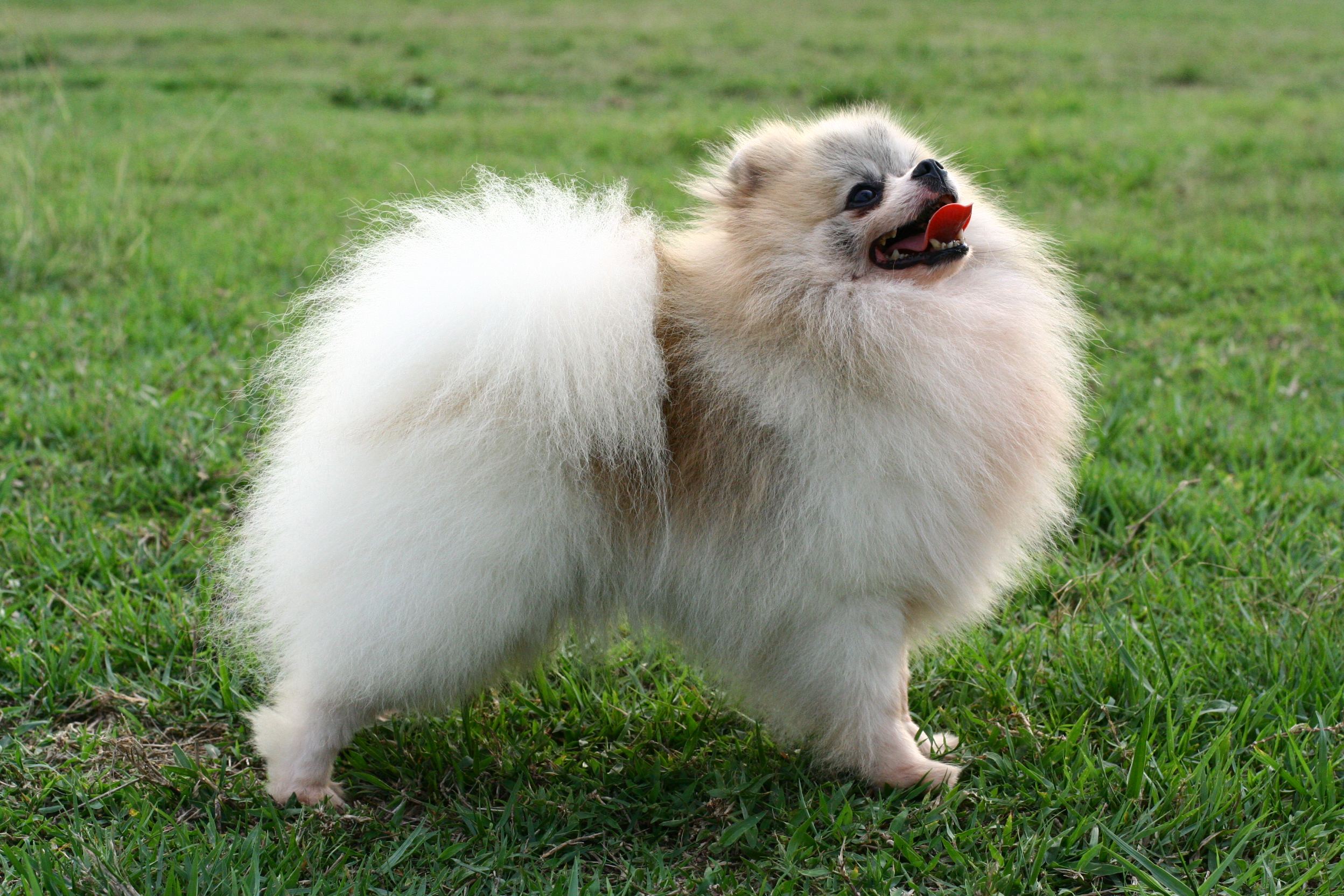 Pomeranian.jpg