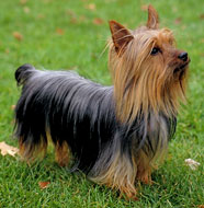 Silky_Terrier_Middle_Aged.jpg