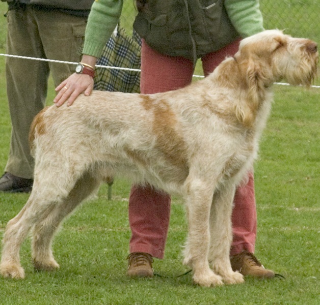 Spinone_Italiano_Middle_Aged.jpg