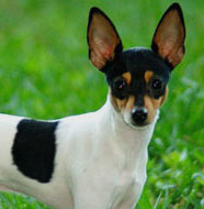 toy_fox_terrier_middle_aged