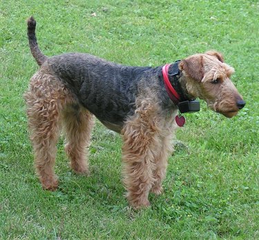 welsh_terrier_middle_aged
