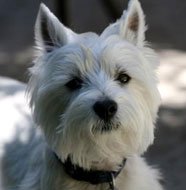 West_Highland_White_Terrier_Middle_Aged.jpg