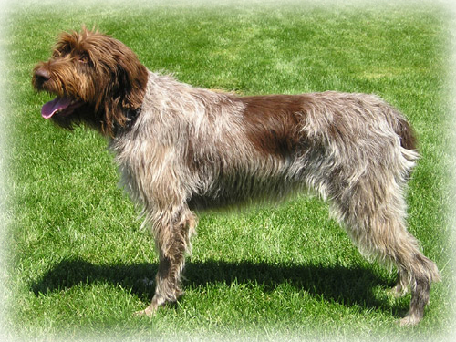 Wirehaired_Pointing_Griffon_Dog.jpg