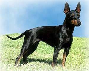 toy_manchester_terrier_dog